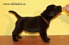 �t���tka Labrador Retriever s PP