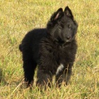 Belgick� ov��k- Groenendael