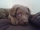 �t��ata chesapeake bay retriever