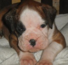 N�meck� boxer - �t��ata s PP