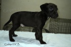 Patterdale teri�r s PP
