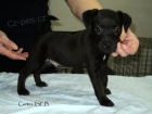 Patterdale teri�r s PP