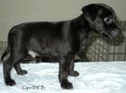 Patterdale teri�r s PP
