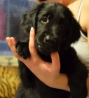 Flat Coated Retriever- �t���tka, fene�ky