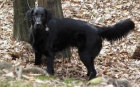 Flat Coated Retriever- �t���tka, fene�ky