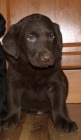 labrador retriever �t�n�tka
