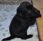 Prod�m Labrador Retriever �t��ata