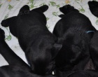 Prod�m Labrador Retriever �t��ata