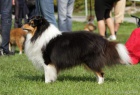  Nab�dka kryt� - sheltie s PP