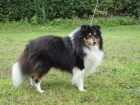  Nab�dka kryt� - sheltie s PP