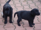 Prod�m Labrador Retriever �t��ata