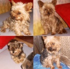 jork��rsk� teri�r