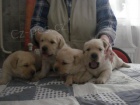 Labradorsk� retriever s PP