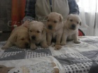 Labradorsk� retriever s PP