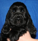 Anglick� kokr�pan�l