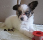 Prod�m papillona PP