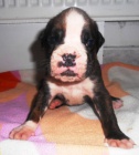 n�meck� boxer s pp