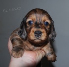 Jezev��k dlouhosrst� miniaturn�