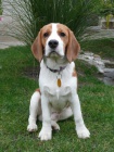 beagle, b�gl, nab�dka kryt�