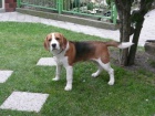 beagle, b�gl, nab�dka kryt�
