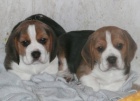 beagle, b�gl, nab�dka kryt�