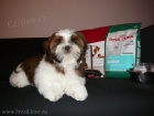 Shih-tzu �t���tka s PP