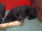 Prod�m Labrador Retriever �t��ata