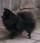 N�meck� �pic mal� �ern� s PP fena