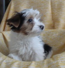 Raritka - b�l� jork��rek - biewer bez PP