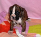 n�meck� boxer s pp