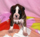 n�meck� boxer s pp