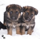 N�meck� ov��k - �t��ata s PP