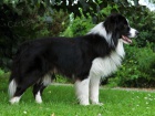 �t��ata border kolie