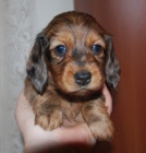 �t��ata jezev��ka