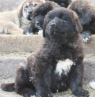 Kavkazsk� pasteveck� pes s PP