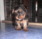 Jork��rsk� teri�r - �t���tka s PP