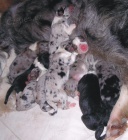 Border kolie - �t��ata s PP - odb�r b�ezen/duben