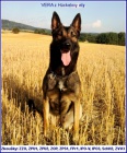 ZAD�M �T���TKA MALINOISE