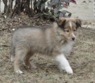 Sheltie zlat� barvy