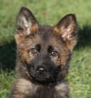 N�meck� ov��k - vlko�ed� a �ervn� se znaky �t���tka s PP.