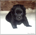 Prod�m �t���tka �iperky