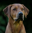 Rhodesian Ridgeback �t���tka s PP