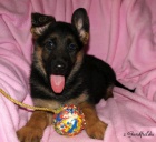 N�meck� ov��k - �t���tka s PP