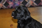 Flat Coated Retriever �t�n� fene�ky k odb�ru