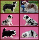 Border kolie - �t��ata s PP (viz. foto)-