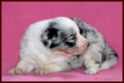 Border kolie - �t��ata s PP (viz. foto)-