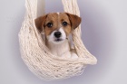 Jack Russell teri�r