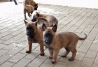 Malinois - �t��ata s PP, �pi�kov� pracovn� krev