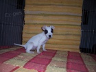 �t��ata Parson Russell terier s PP