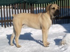 Boerboel �t�n� - kr�sn� 8m�s pejsek